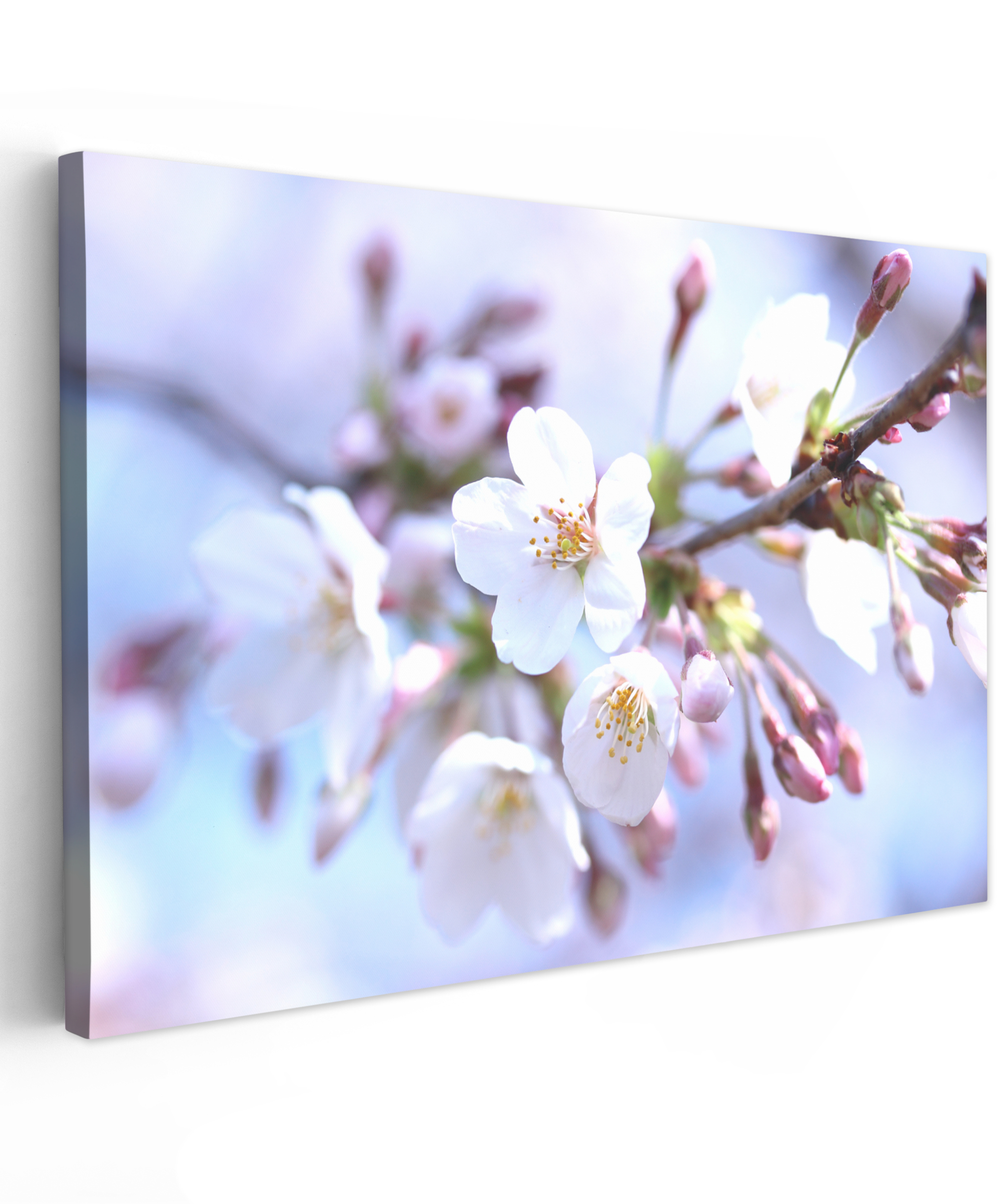 Leinwandbild - Blumen - Sakura - Ast - Blütenzweige