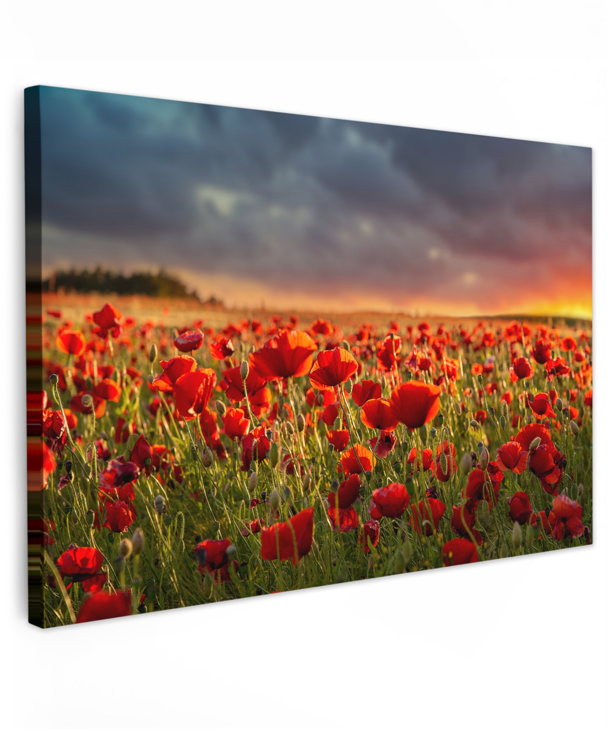 Leinwandbild - Sonnenuntergang - Mohnblumen - Rot
