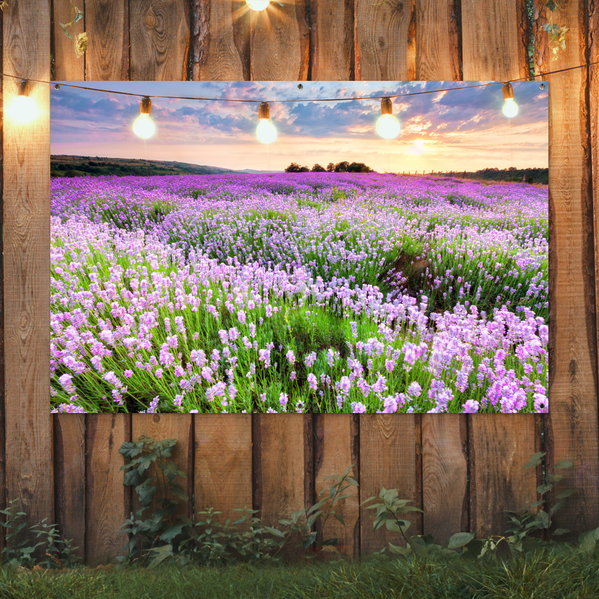 Tuinposter van een lavendelveld bij zonsondergang in de natuur