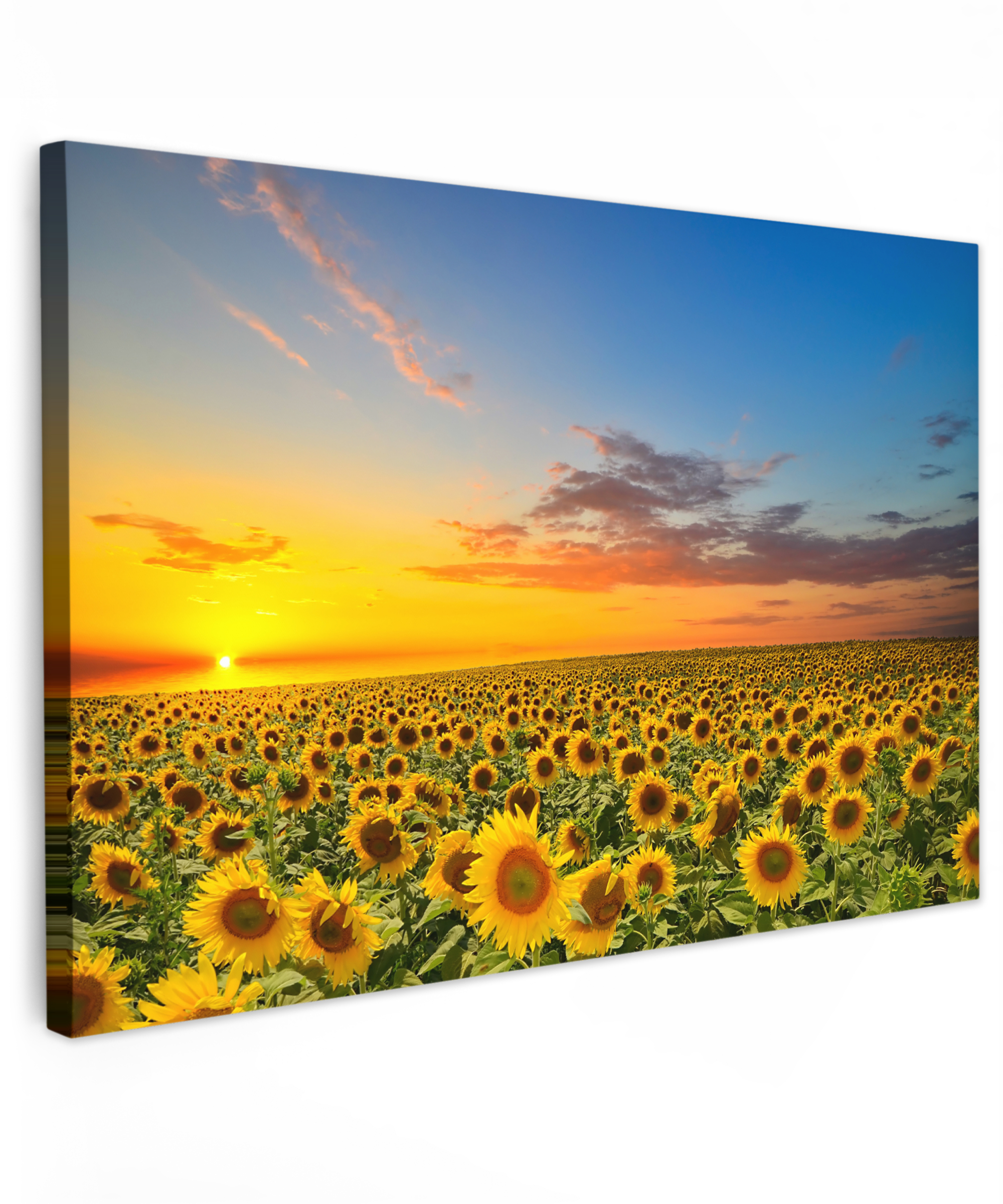 Leinwandbild - Blumen - Sonnenblume - Sonnenuntergang - Nacht