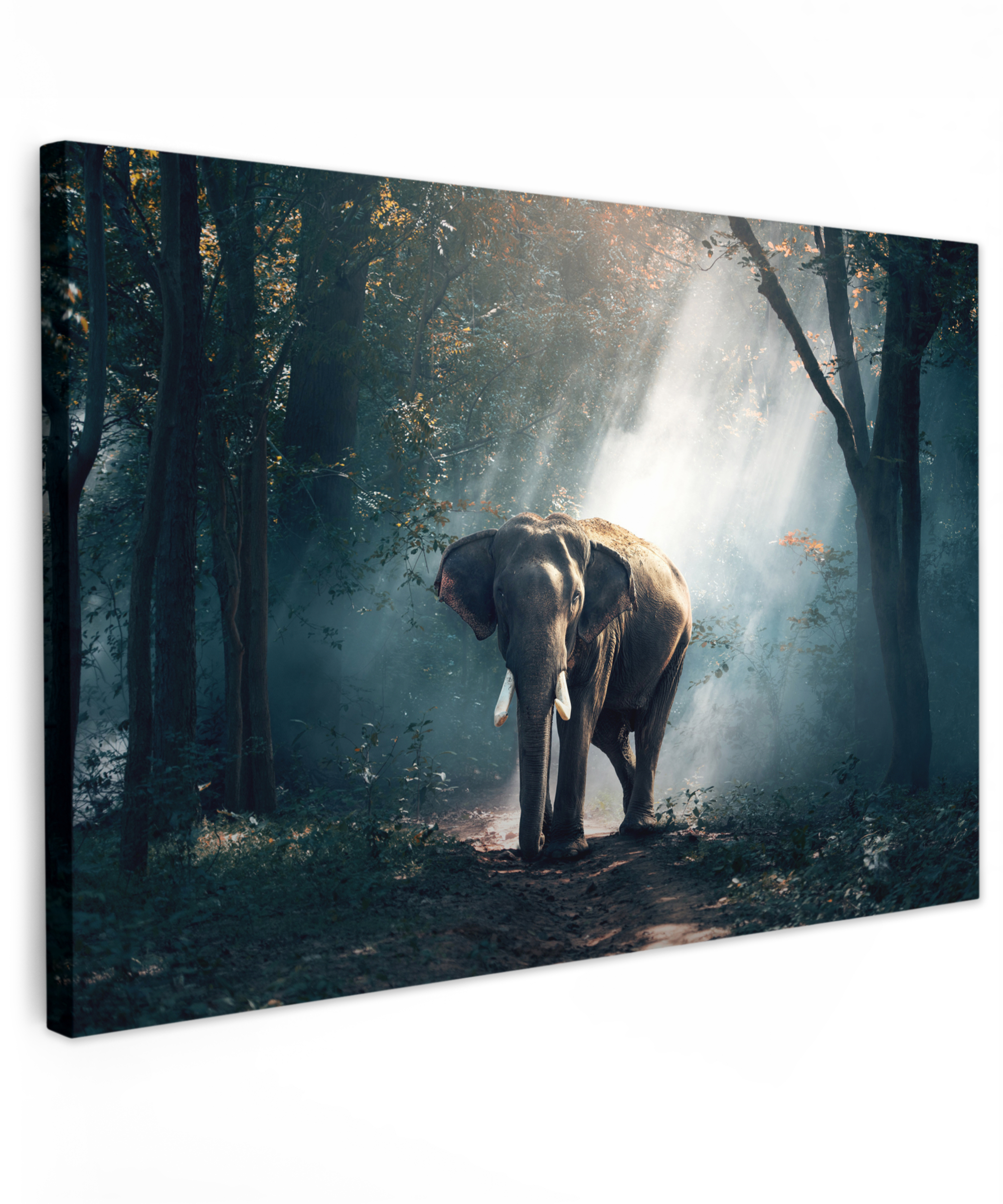 Leinwandbild - Elefant - Licht - Wald - Natur - Wildtiere