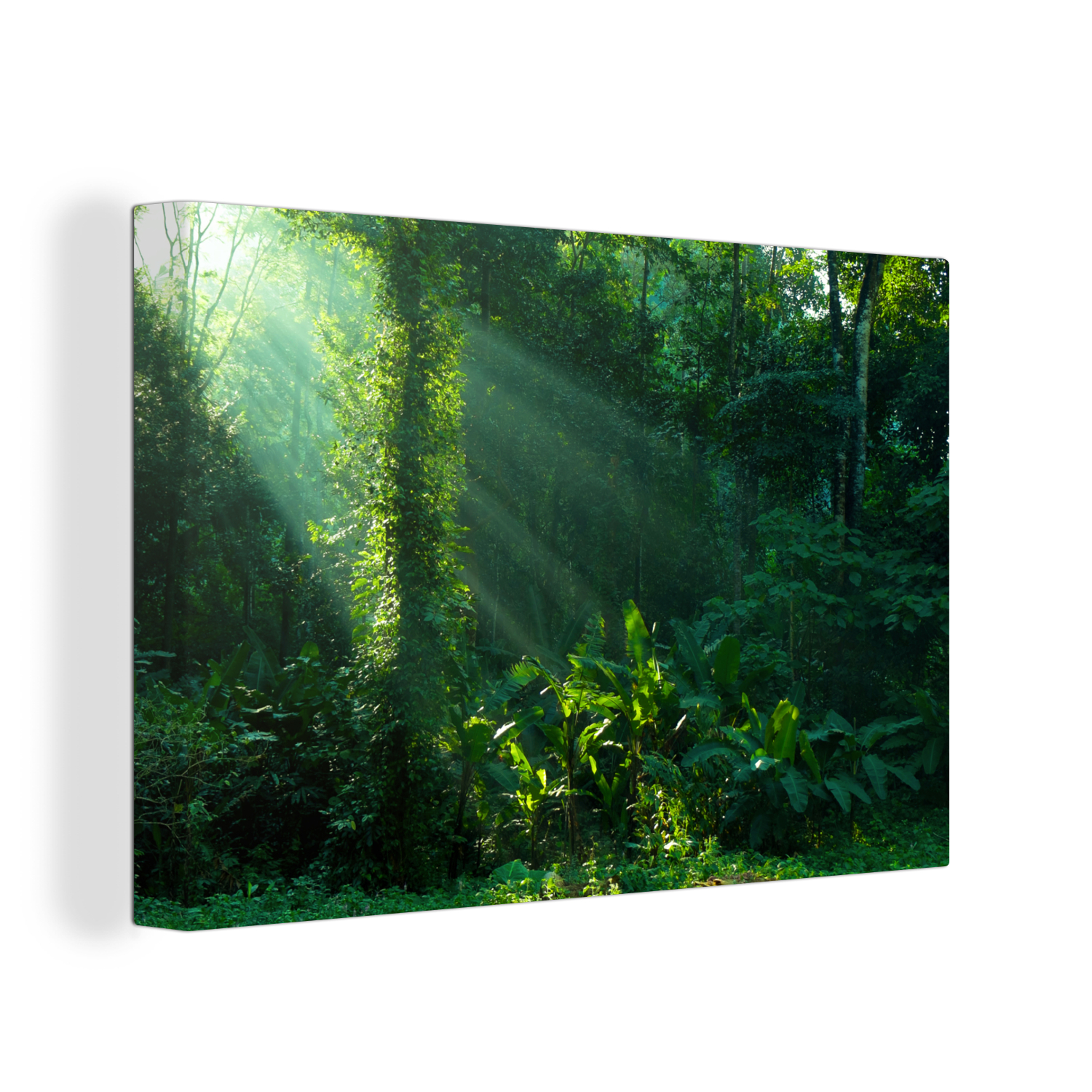 Canvas schilderij - Jungle - Planten - Zon