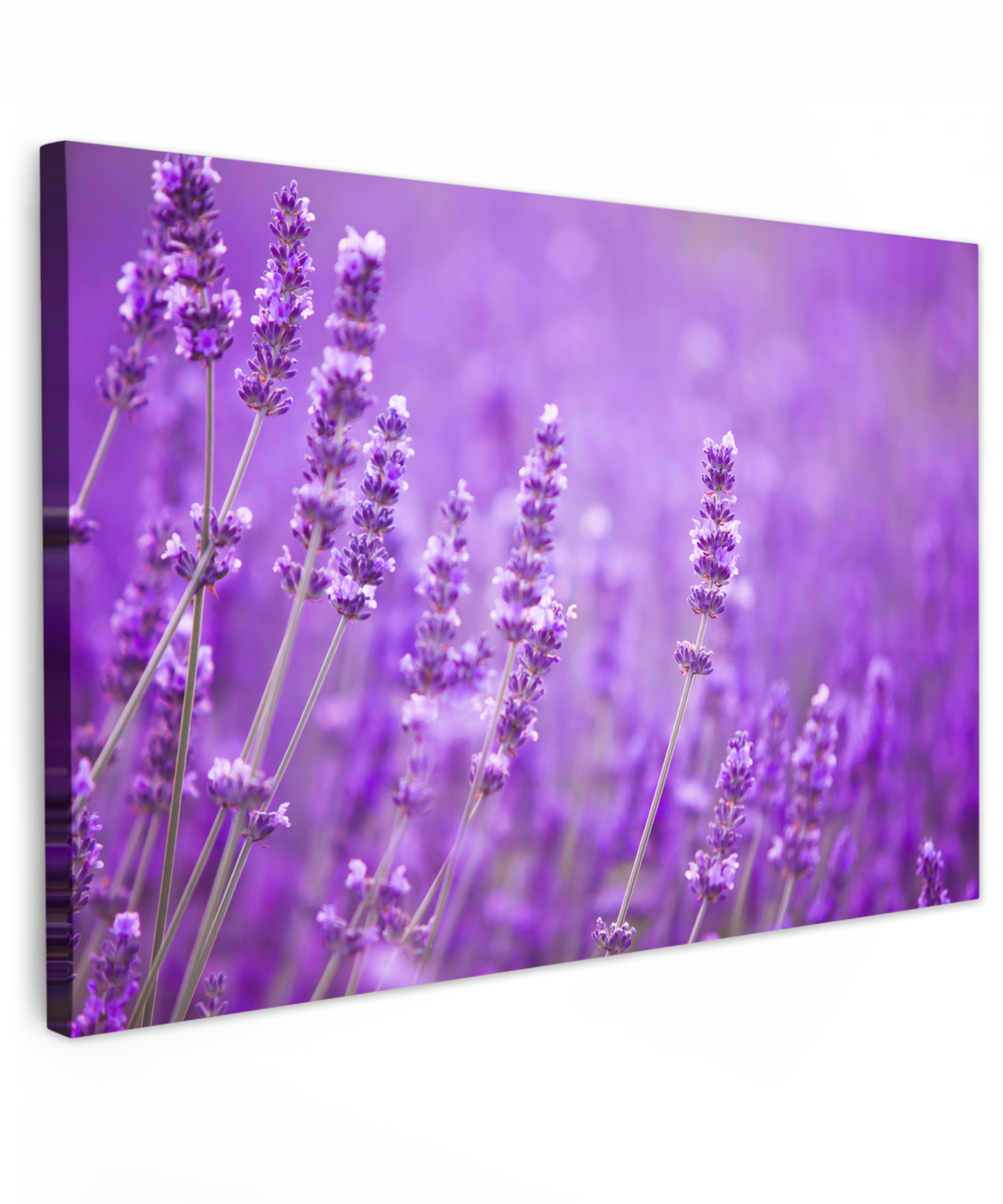 Leinwandbild - Lavendel - Nahaufnahme - Blumen - Lila