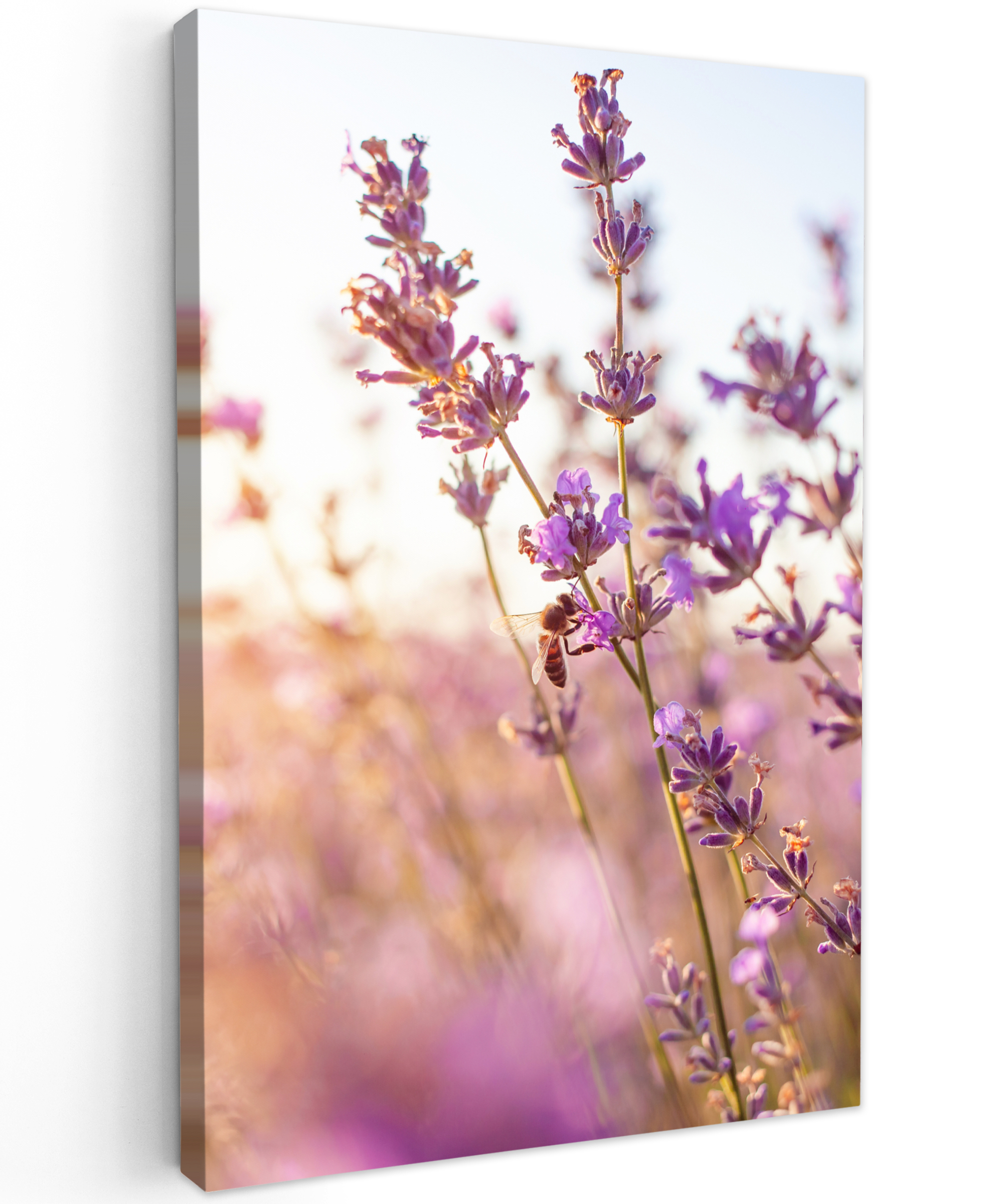 Leinwandbild - Lavendel - Nahaufnahme - Sonne - Blumen