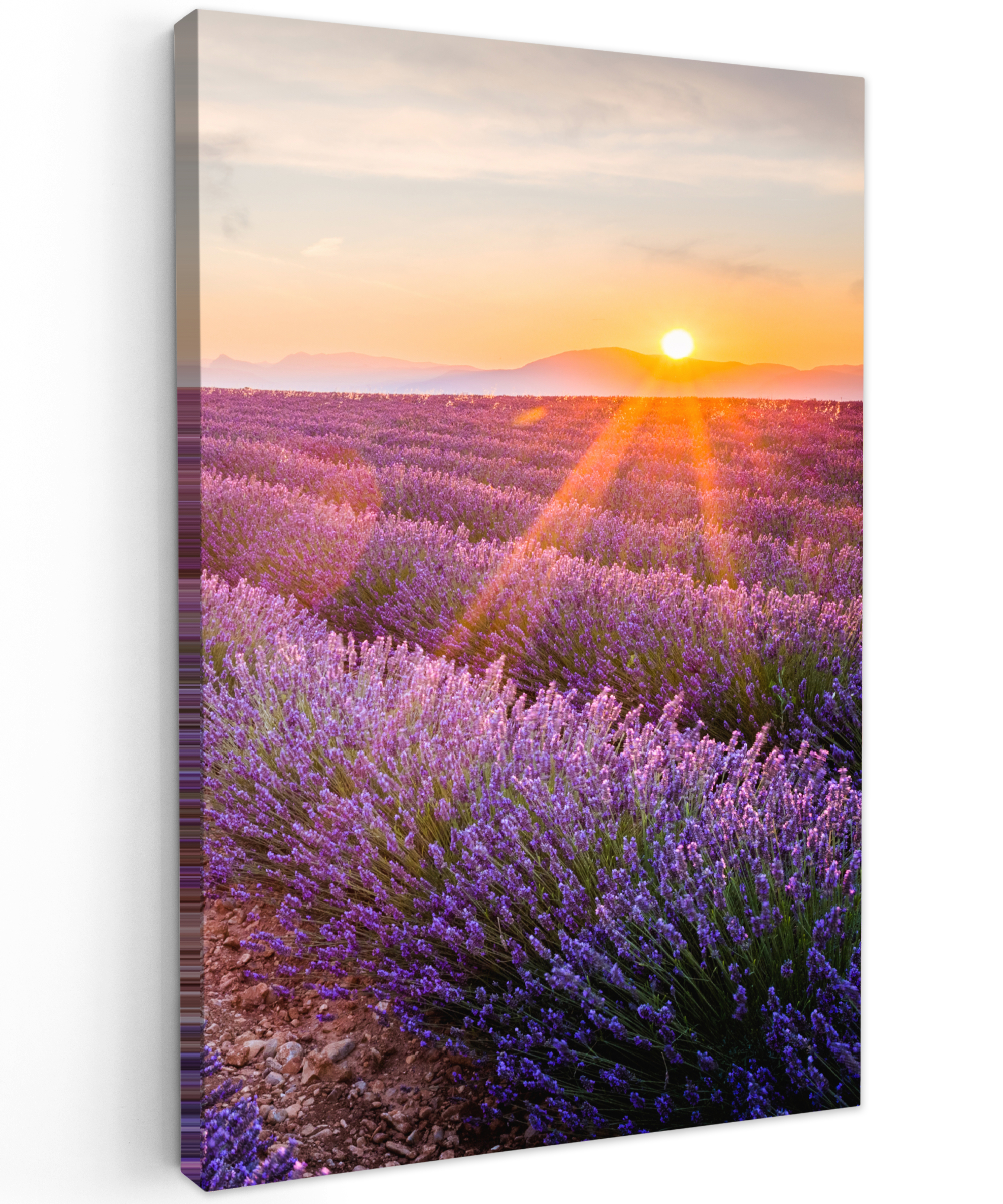 Leinwandbild - Lavendel - Sonnenuntergang - Blumen