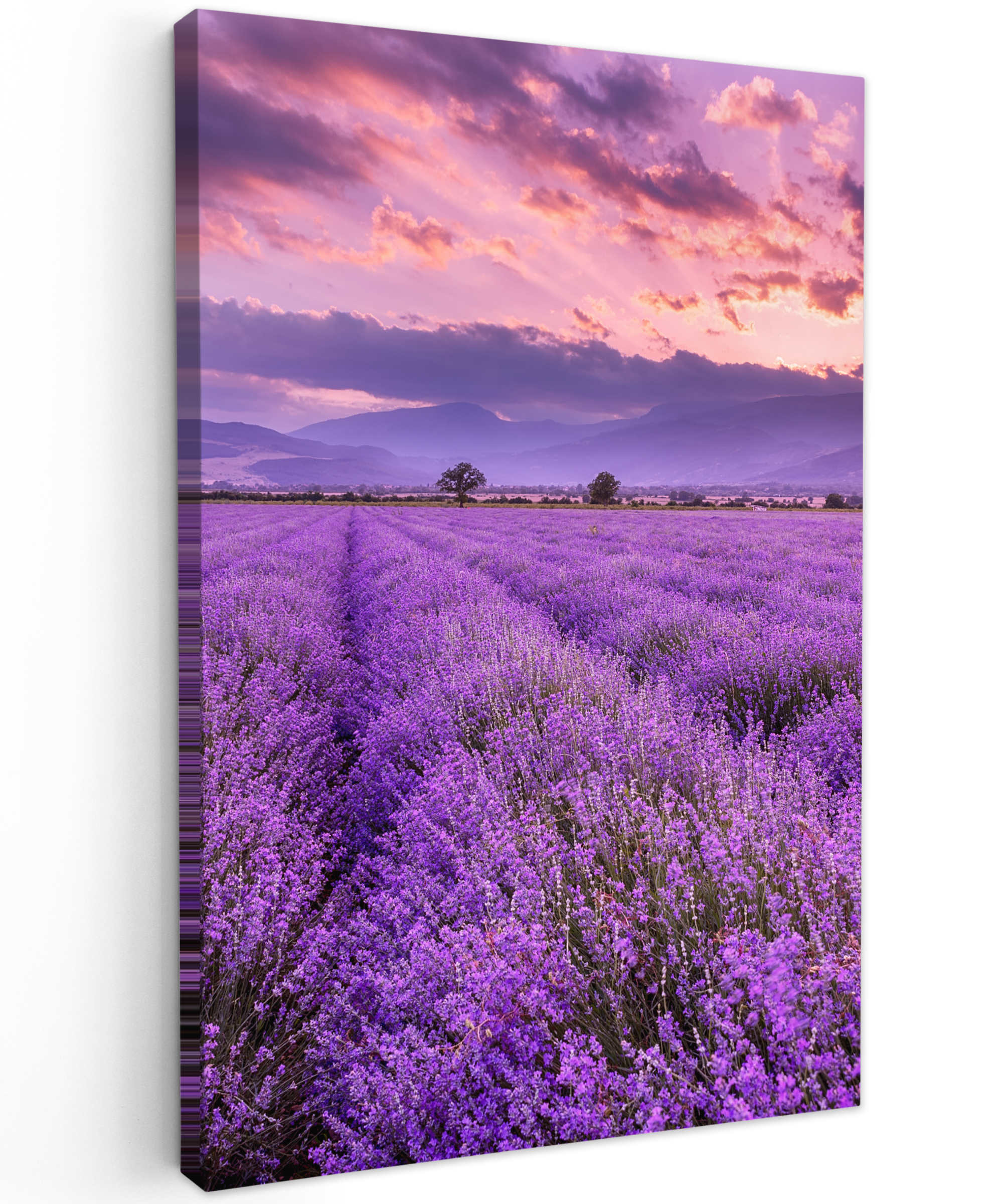Leinwandbild - Lavendel - Lila - Blumen - Feld