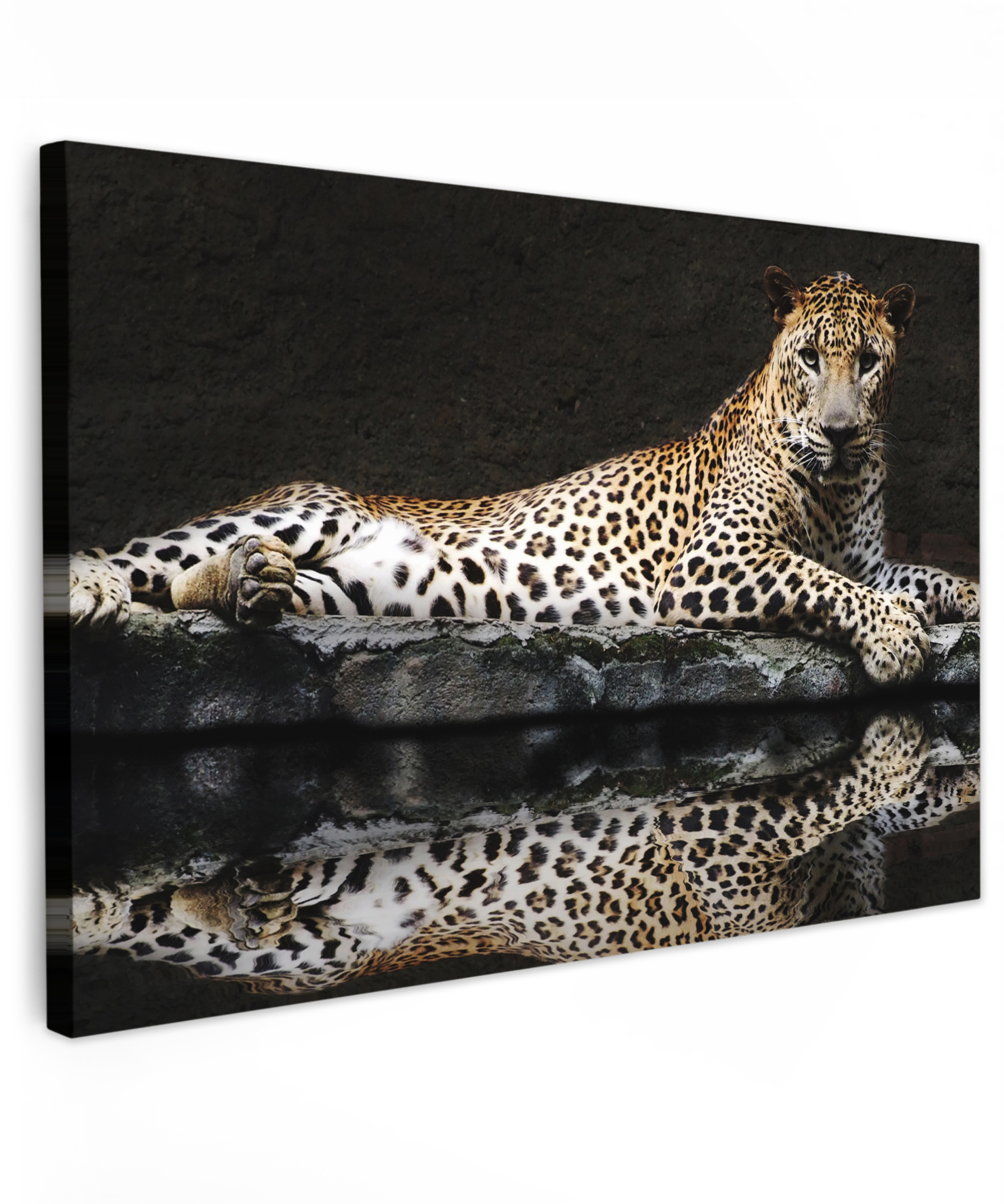 Leinwandbild - Leopard - Wasser - Wald