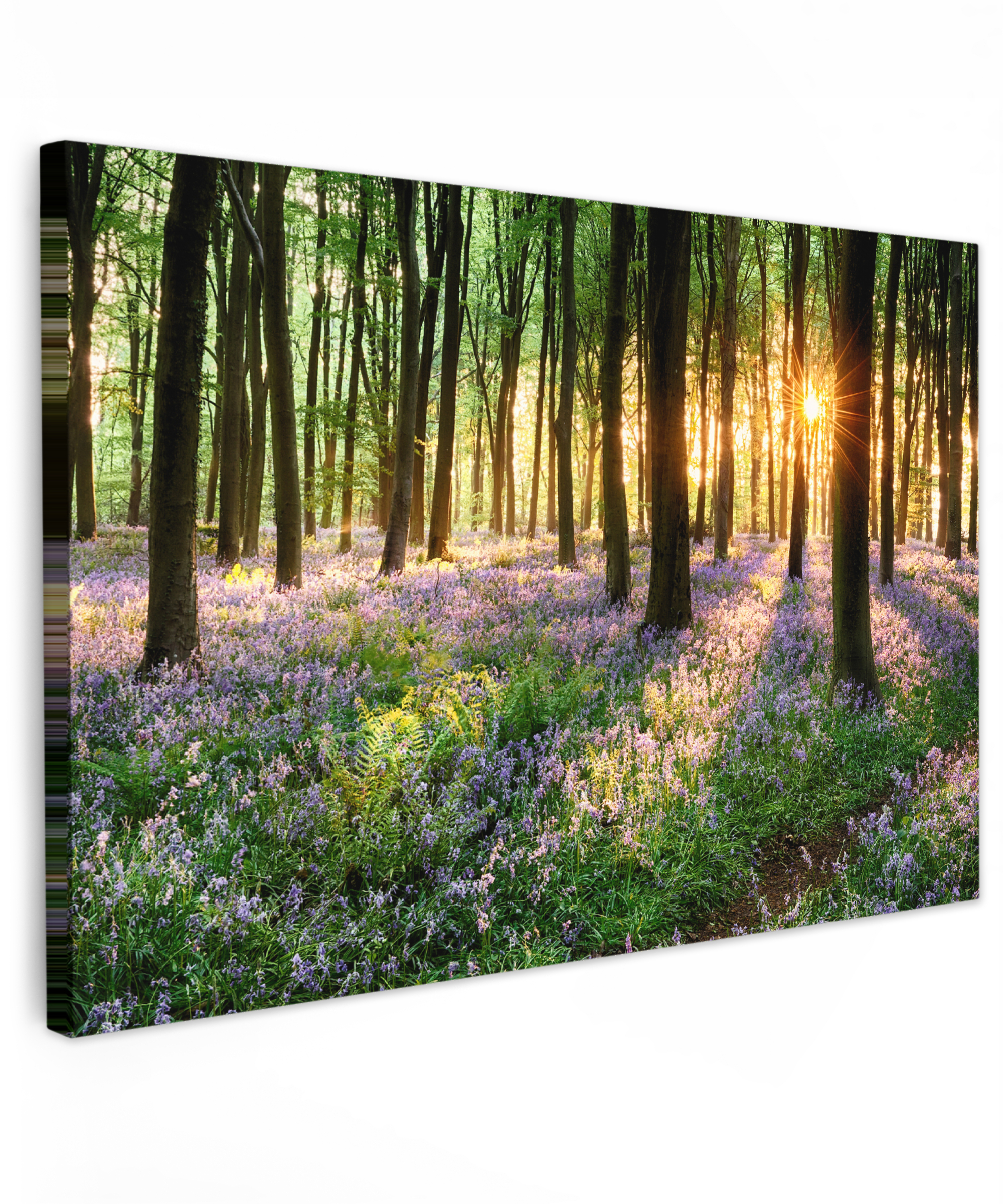 Tableau sur toile - Forêt - Nature - Fleurs - Soleil - Arbre - Violet