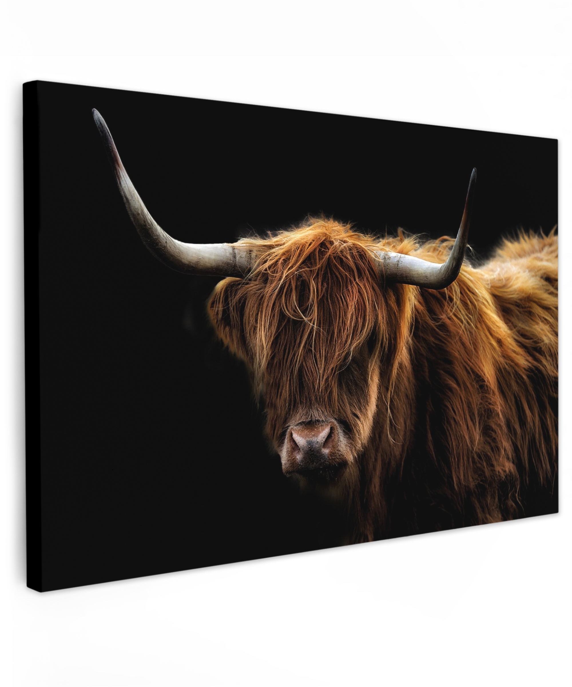 Canvas schilderij - Schotse Hooglander - Horens - Zwart - Dieren - Natuur - Wild - Koe