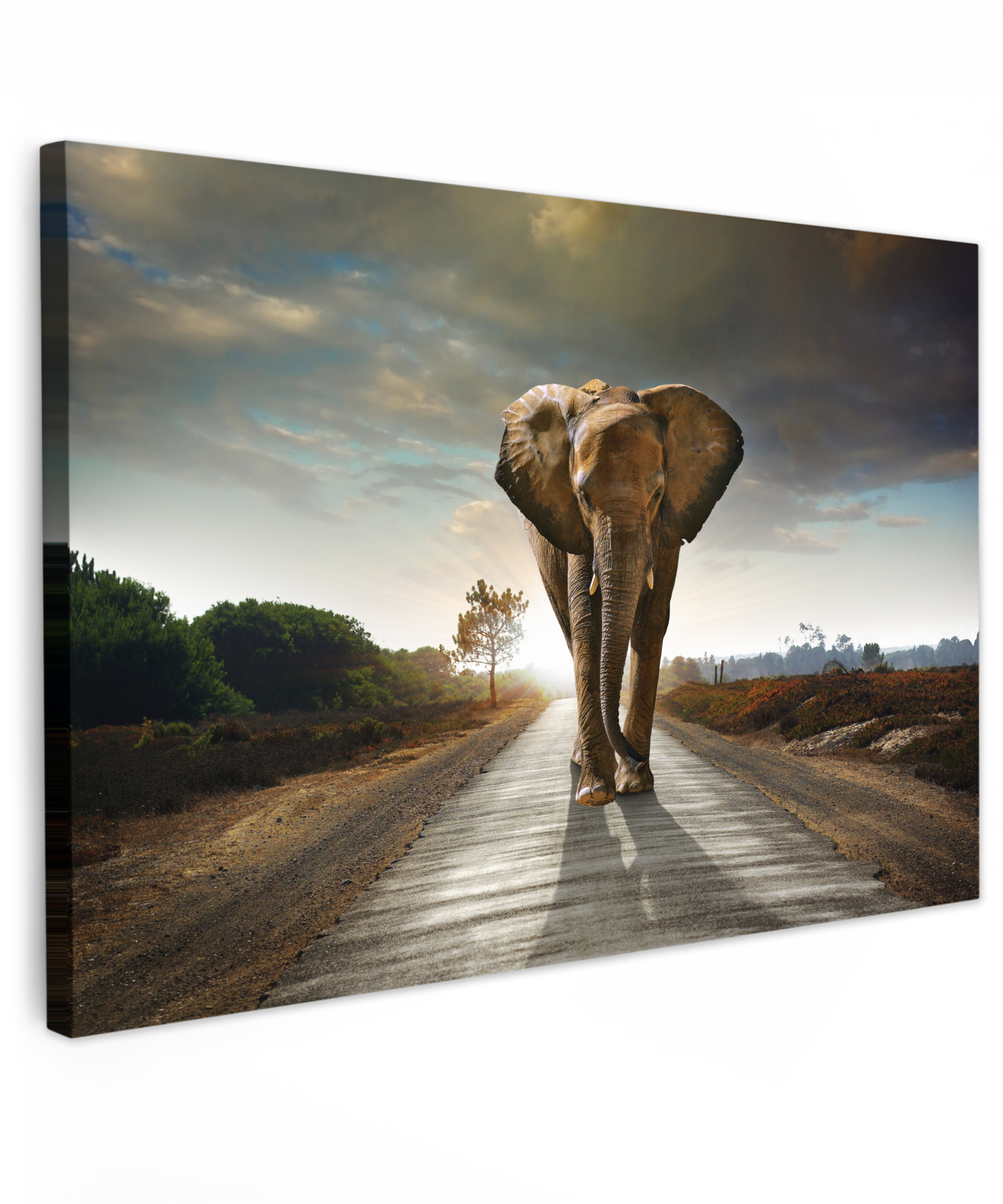 Leinwandbild - Elefant - Straße - Tiere - Sonnenuntergang - Landschaft