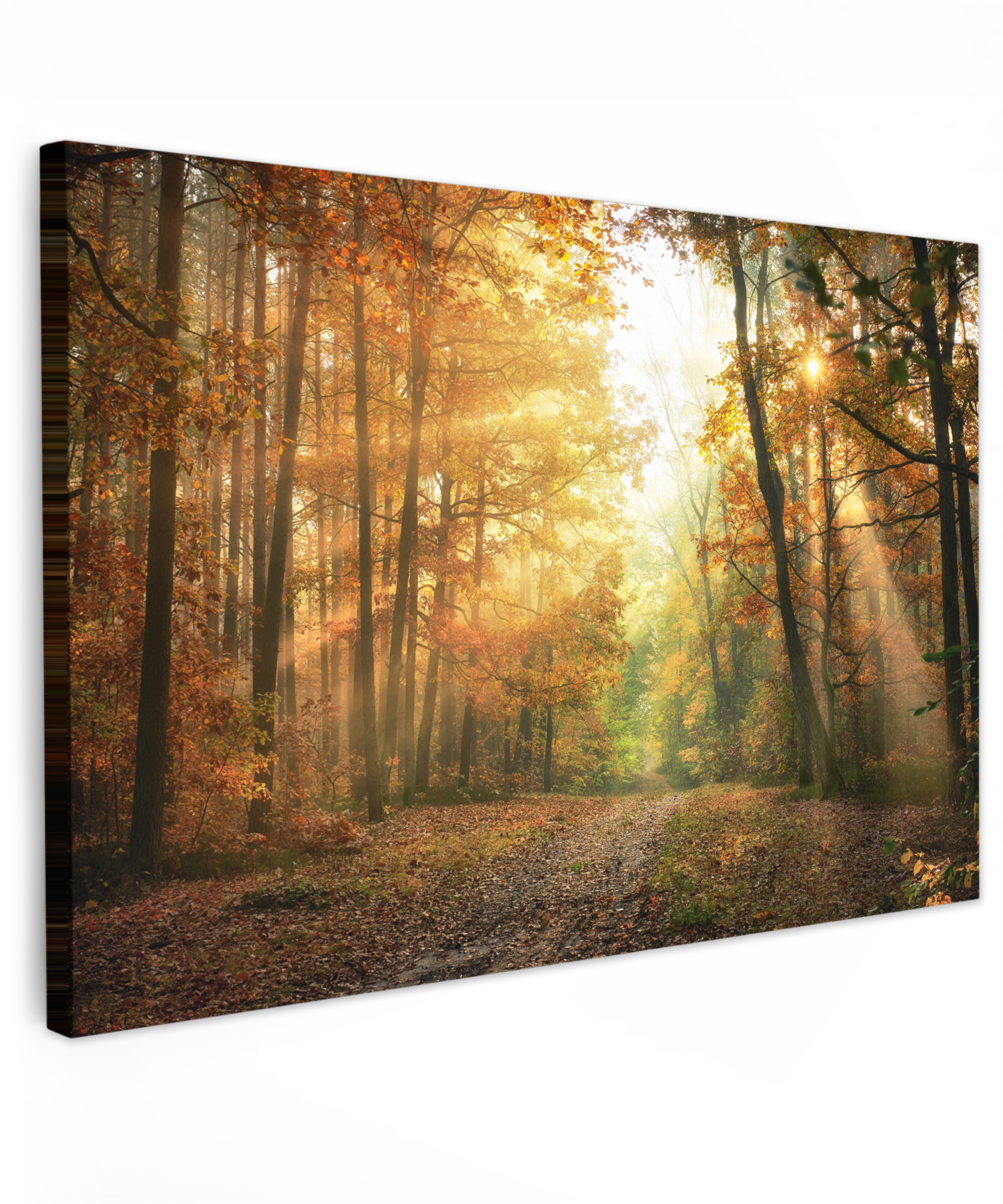 Leinwandbild - Wald - Herbst - Sonne - Landschaft - Natur - Bäume - Blätter