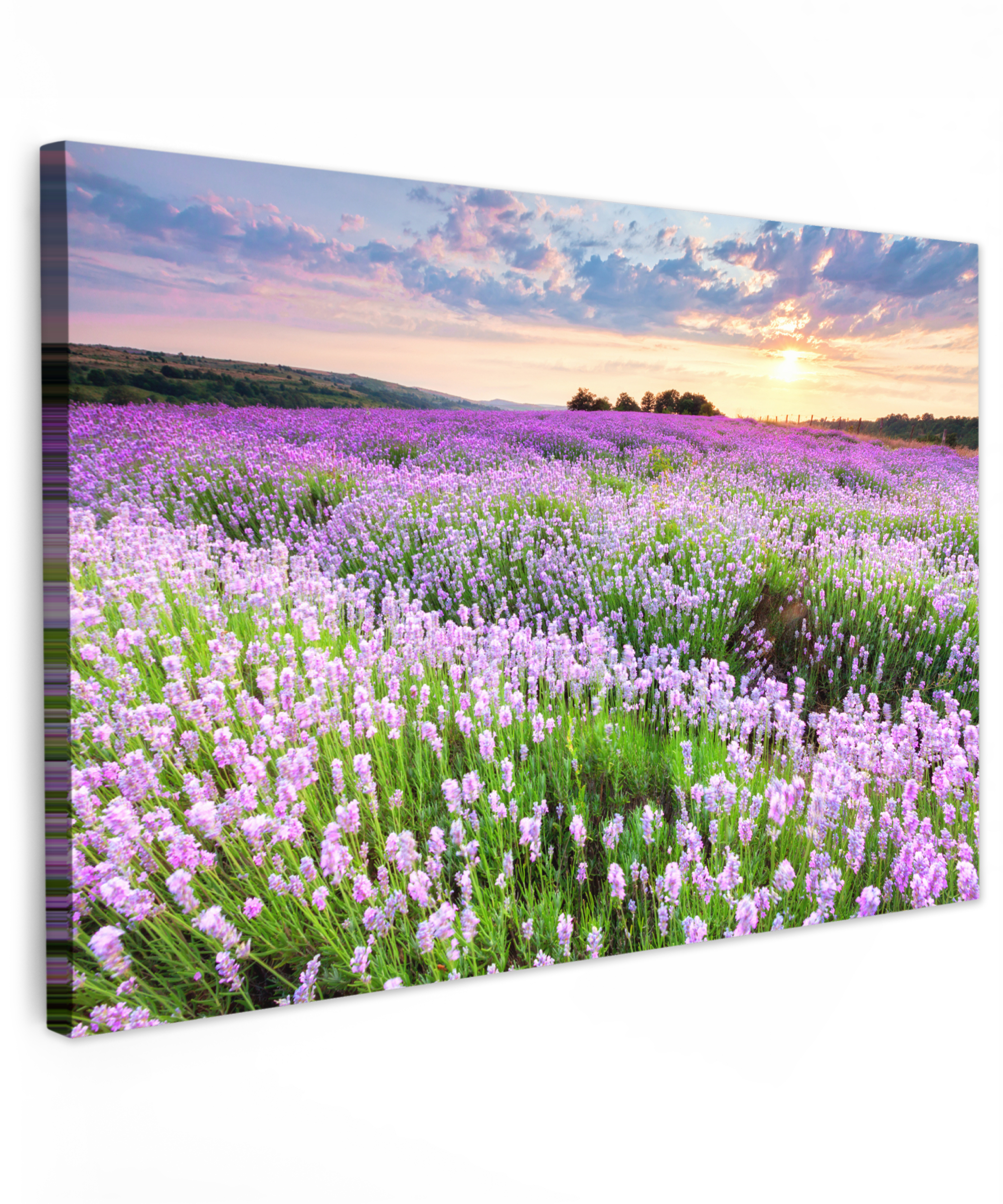 Canvas schilderij - Bloemen - Lavendel - Paars - Lucht - Zonsondergang - Weide - Natuur