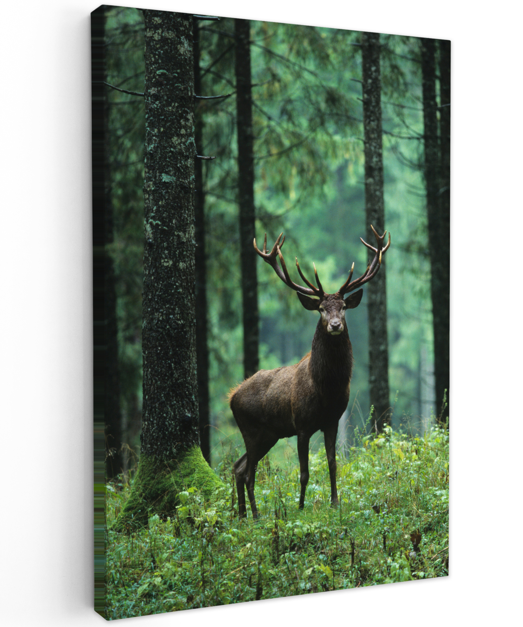 Leinwandbild - Hirsch - Wald - Bäume - Tiere - Natur