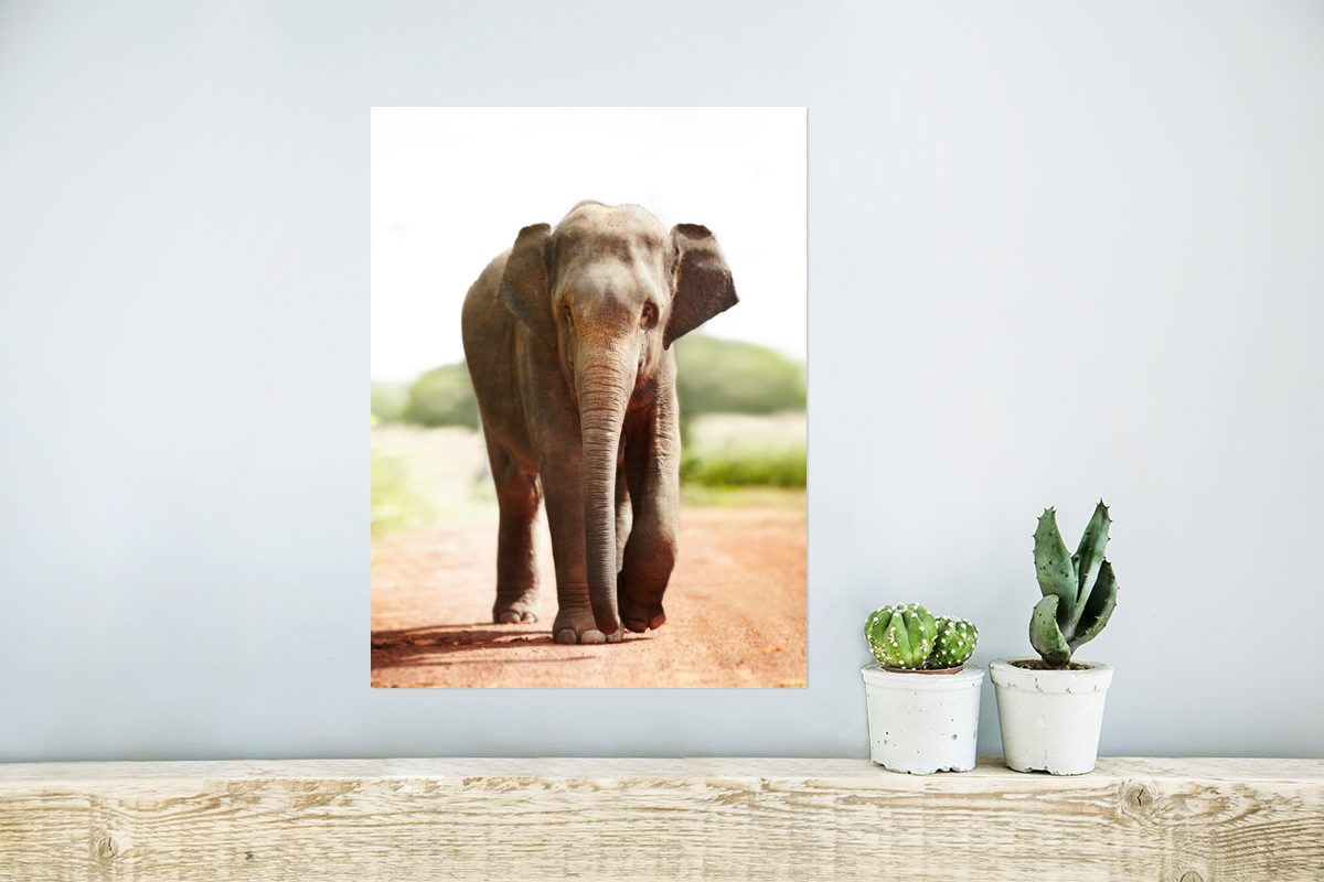 Wandelende olifant poster papier klein
