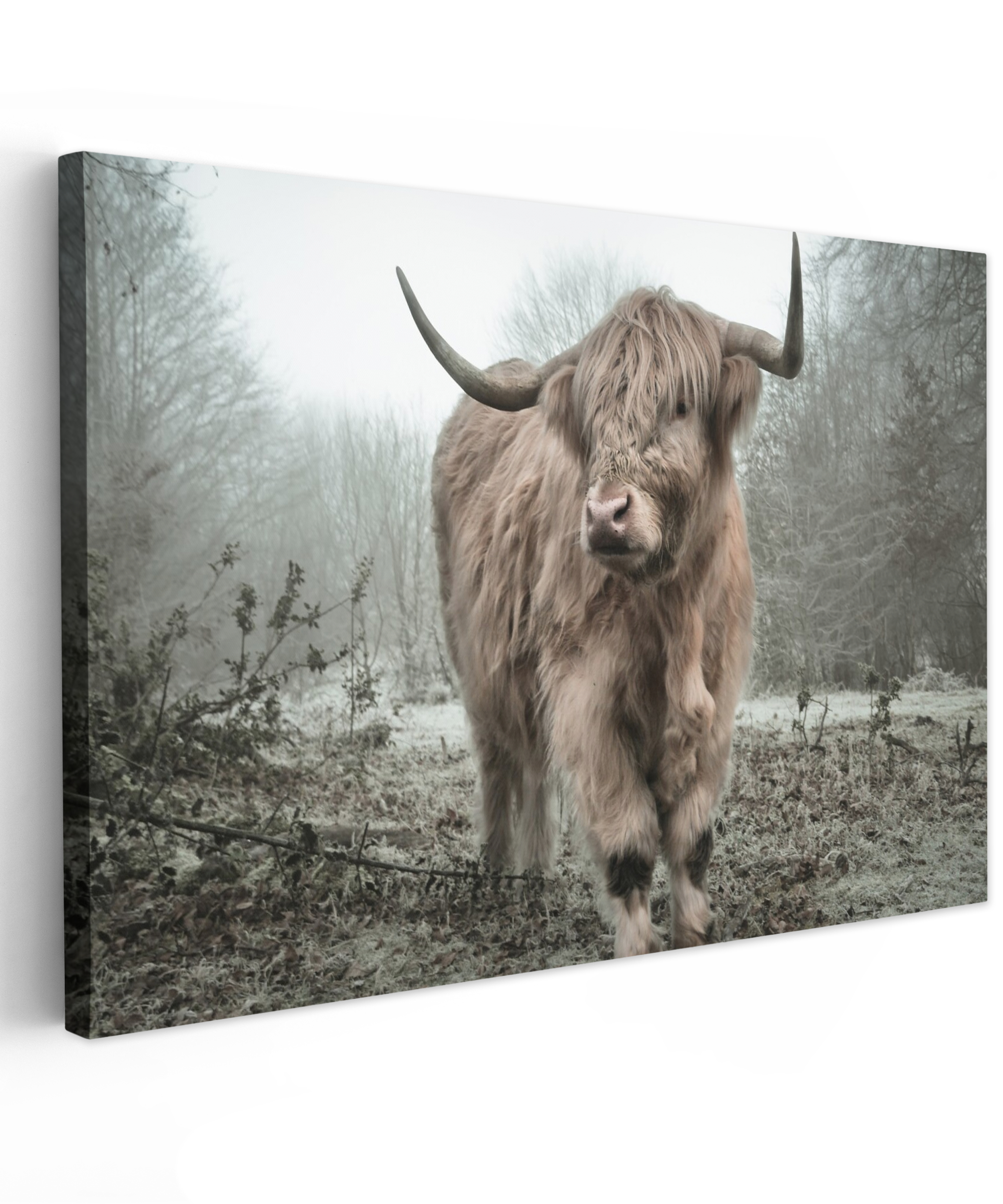 Canvas schilderij - Schotse hooglander - Natuur - Herfst - Dieren - Wild - Bos