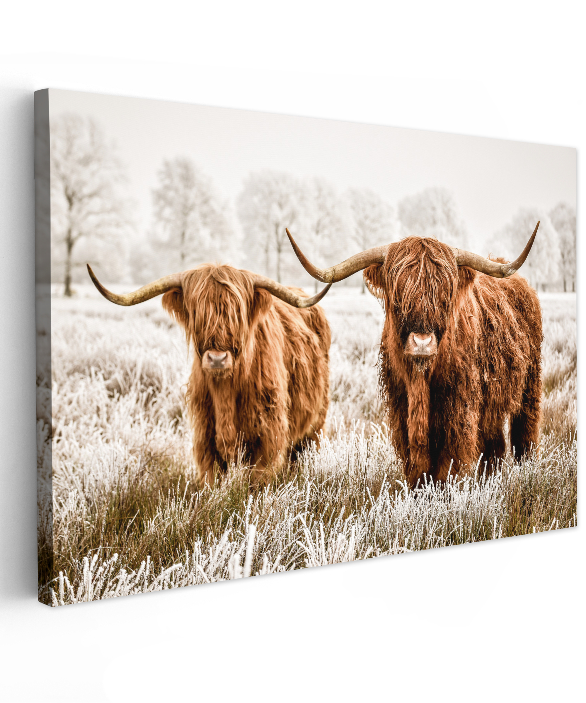 Canvas schilderij - Schotse hooglander - Koe - Natuur - Winter