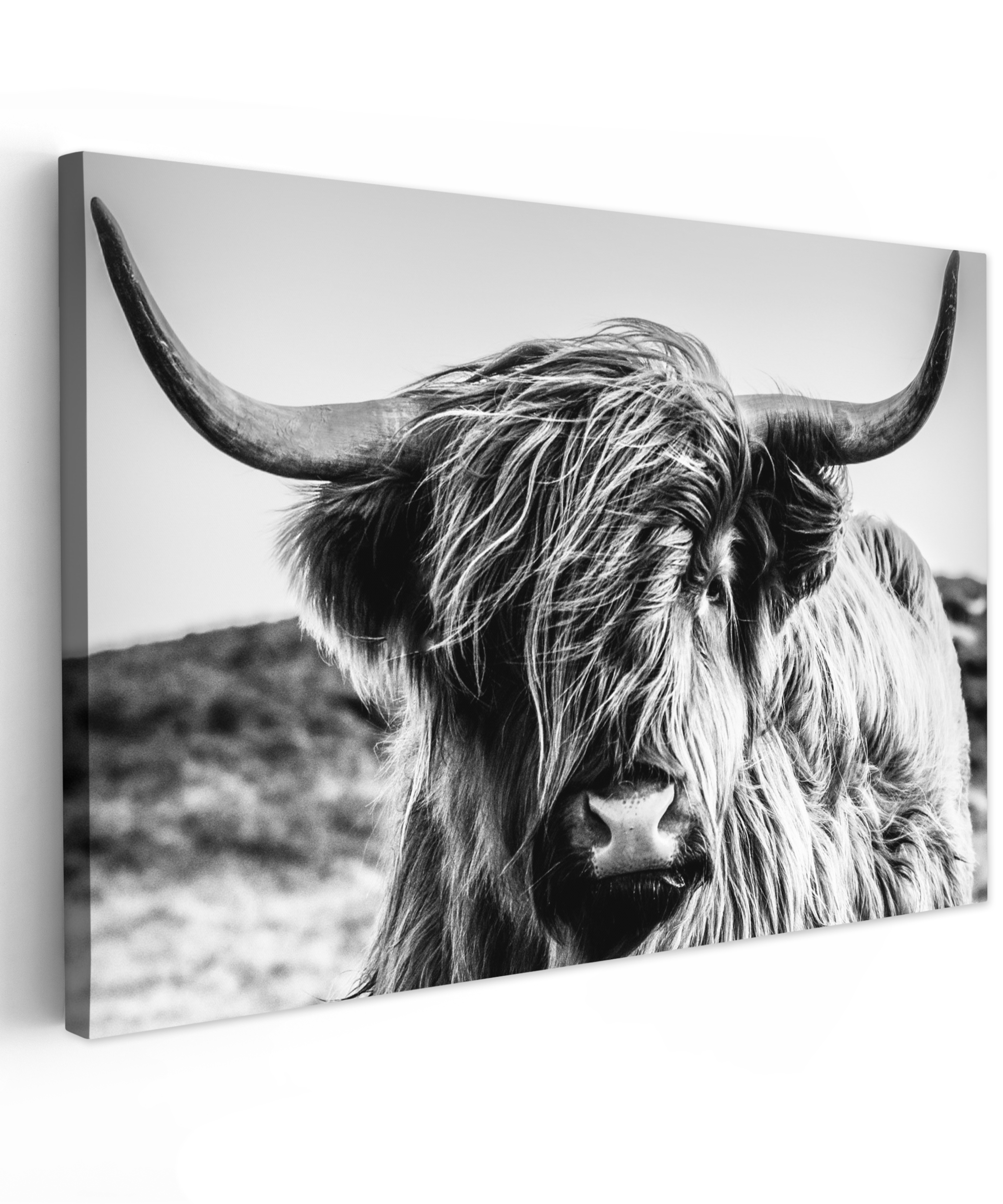 Canvas schilderij - Koe - Schotse hooglander - Zwart - Wit - Dier - Natuur - Wild