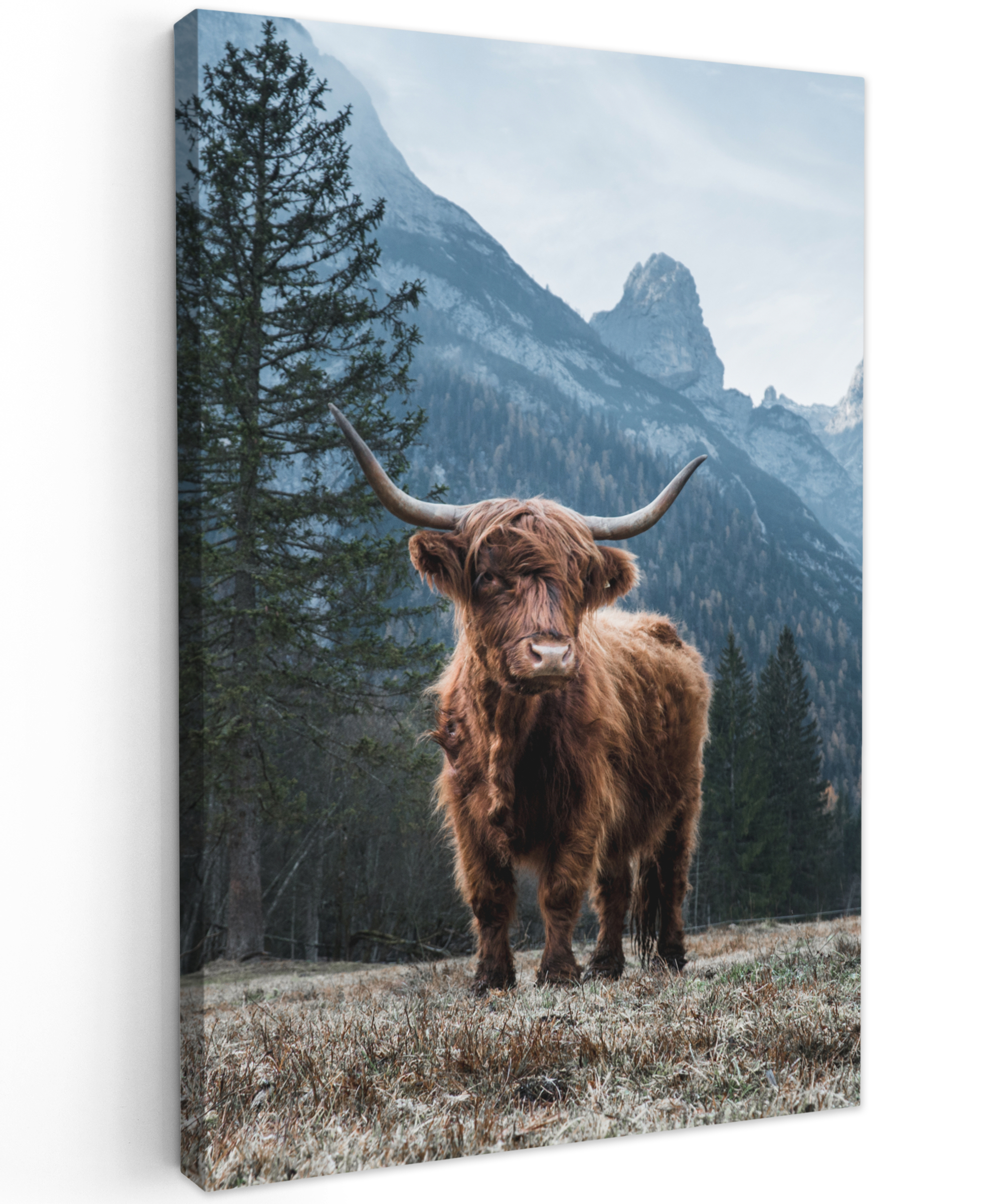 Tableau sur toile - Highlander écossais - Montagne - Paysage - Arbre - Vache