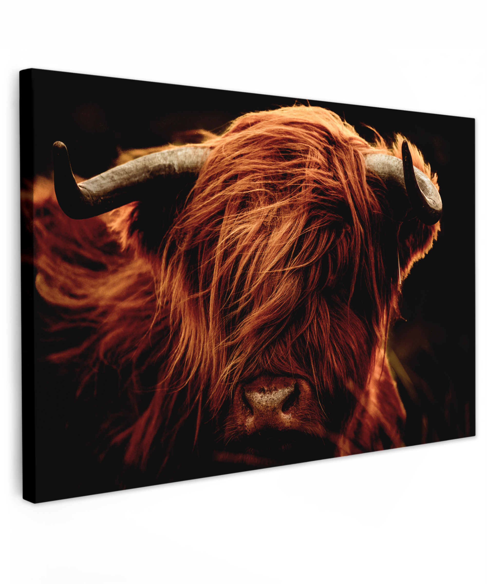 Tableau sur toile - Highlander écossais - Tête de vache - Cornes - Portrait - Animaux