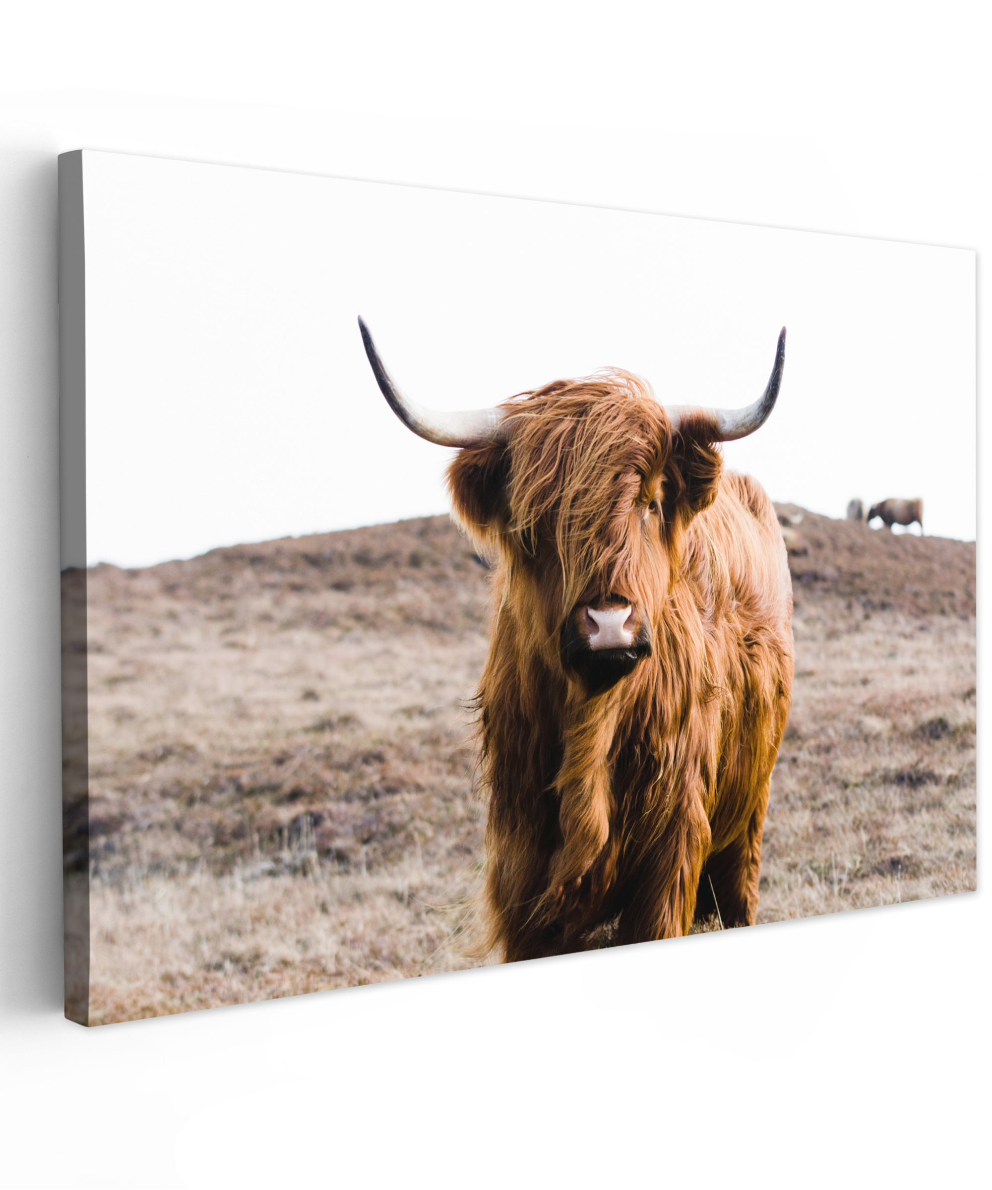 Canvas schilderij - Schotse hooglander - Landschap - Koe - Bruin - Dieren - Natuur