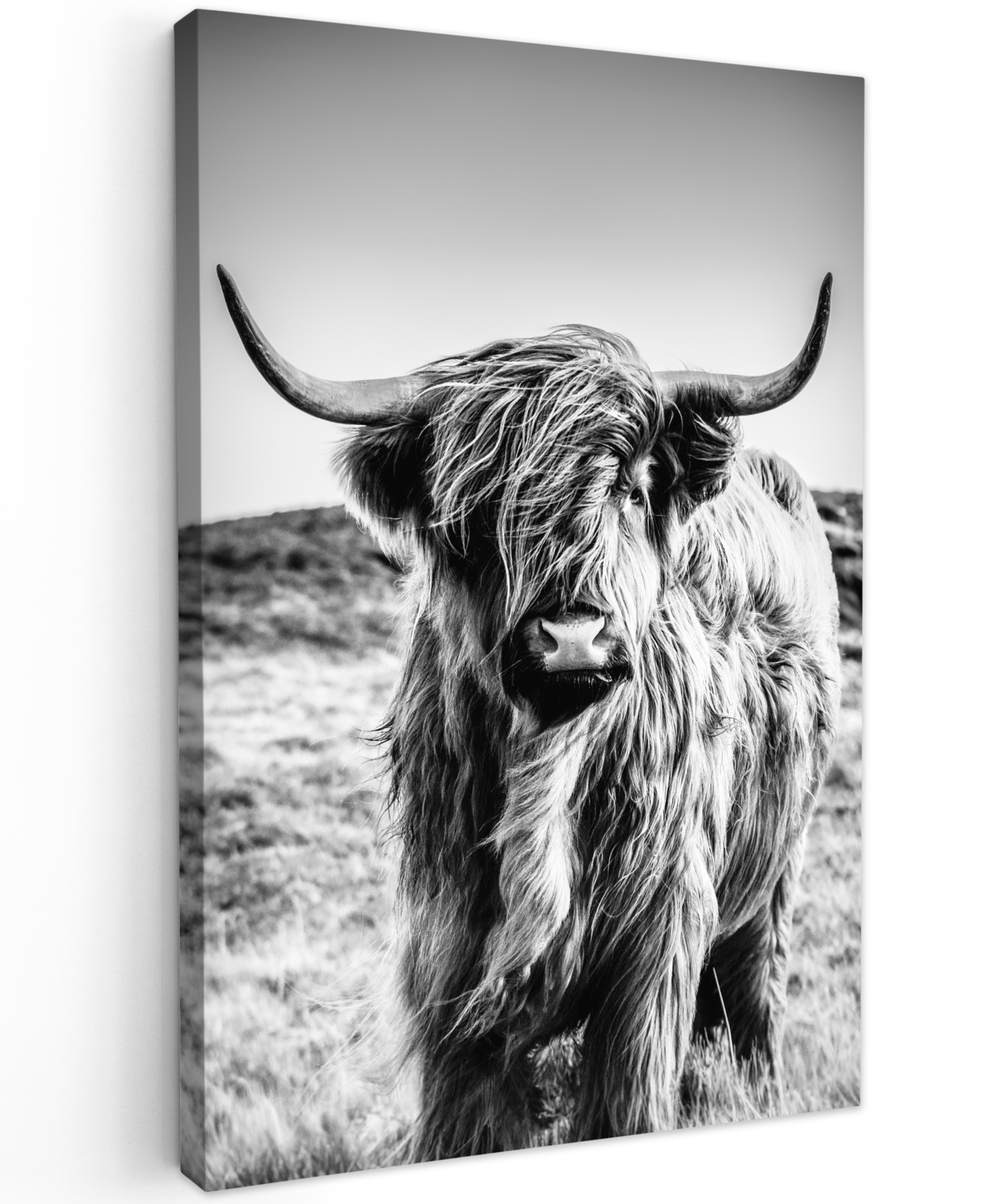 Canvas schilderij - Schotse hooglander - Natuur - Koe - Zwart - Wit