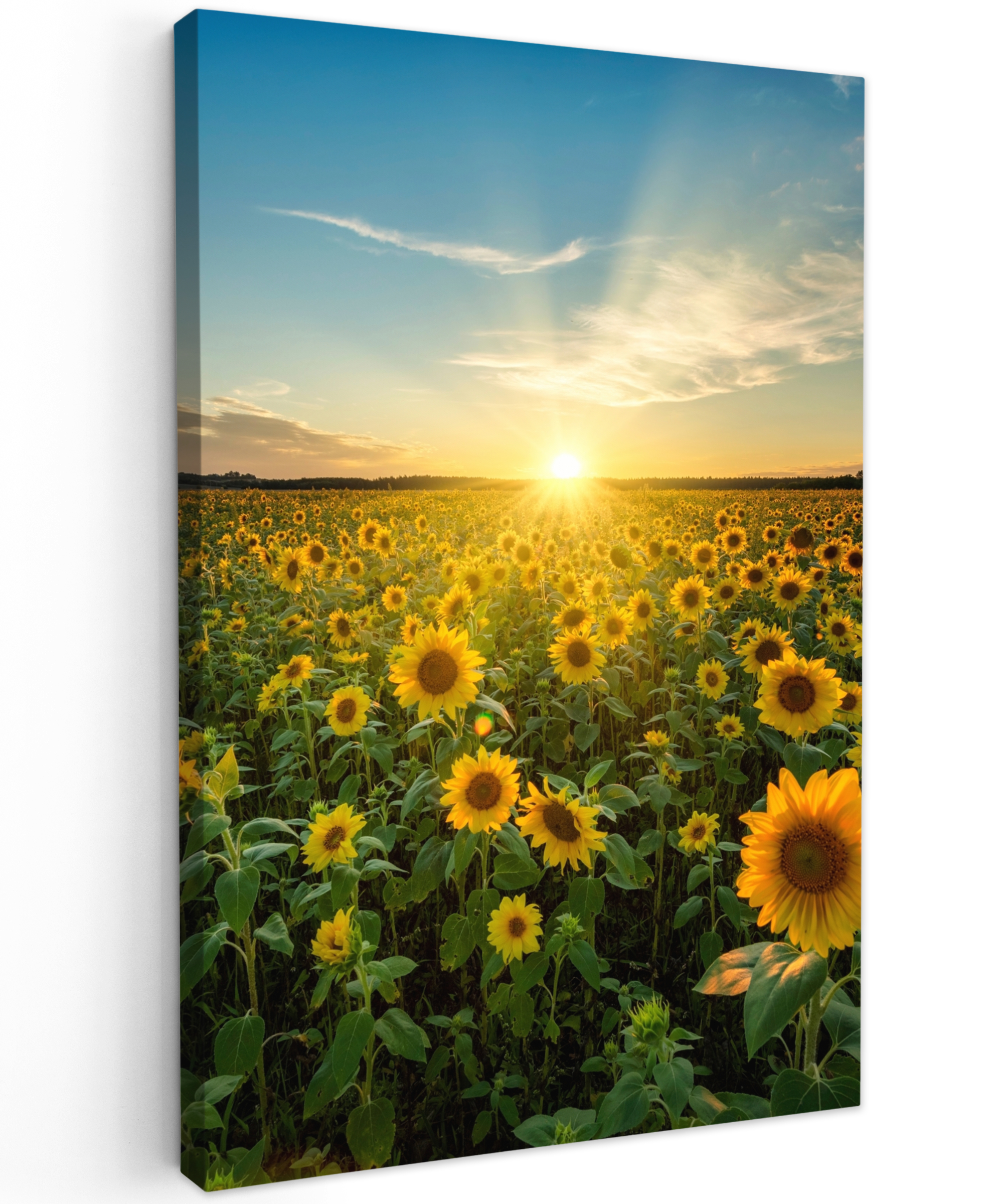 Tableau sur toile - Coucher de soleil - Fleurs - Tournesol - Horizon - Paysage
